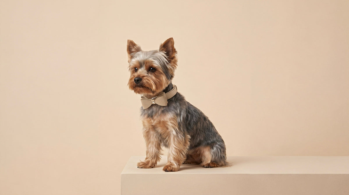 Matching Accessories for You and Your Dog