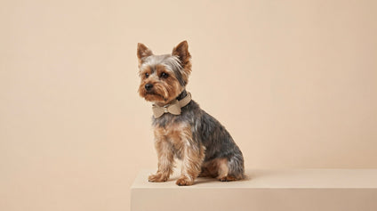 Matching Accessories for You and Your Dog