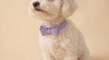 Seasonal Trends for Dogs: Spring/Summer 2026