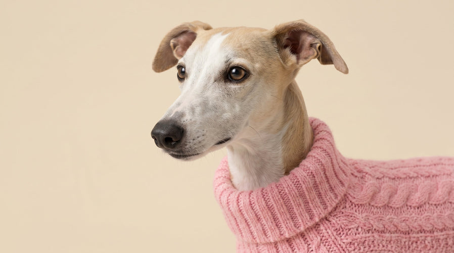 How to Choose Clothes for Your Dog: Comfort, Safety, and Style