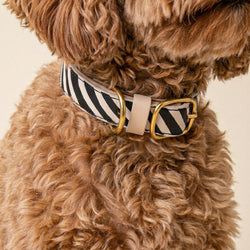 Dog Collars