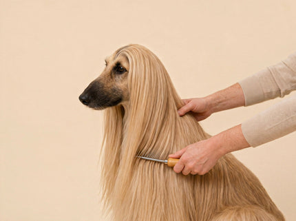 Grooming & Accessories