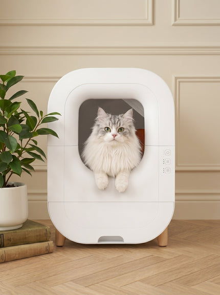 Cat Litters