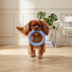 Dog Toys