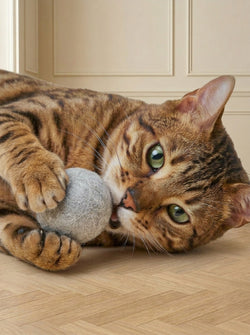 Cat Toys