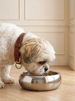Dog Bowls & Feeders