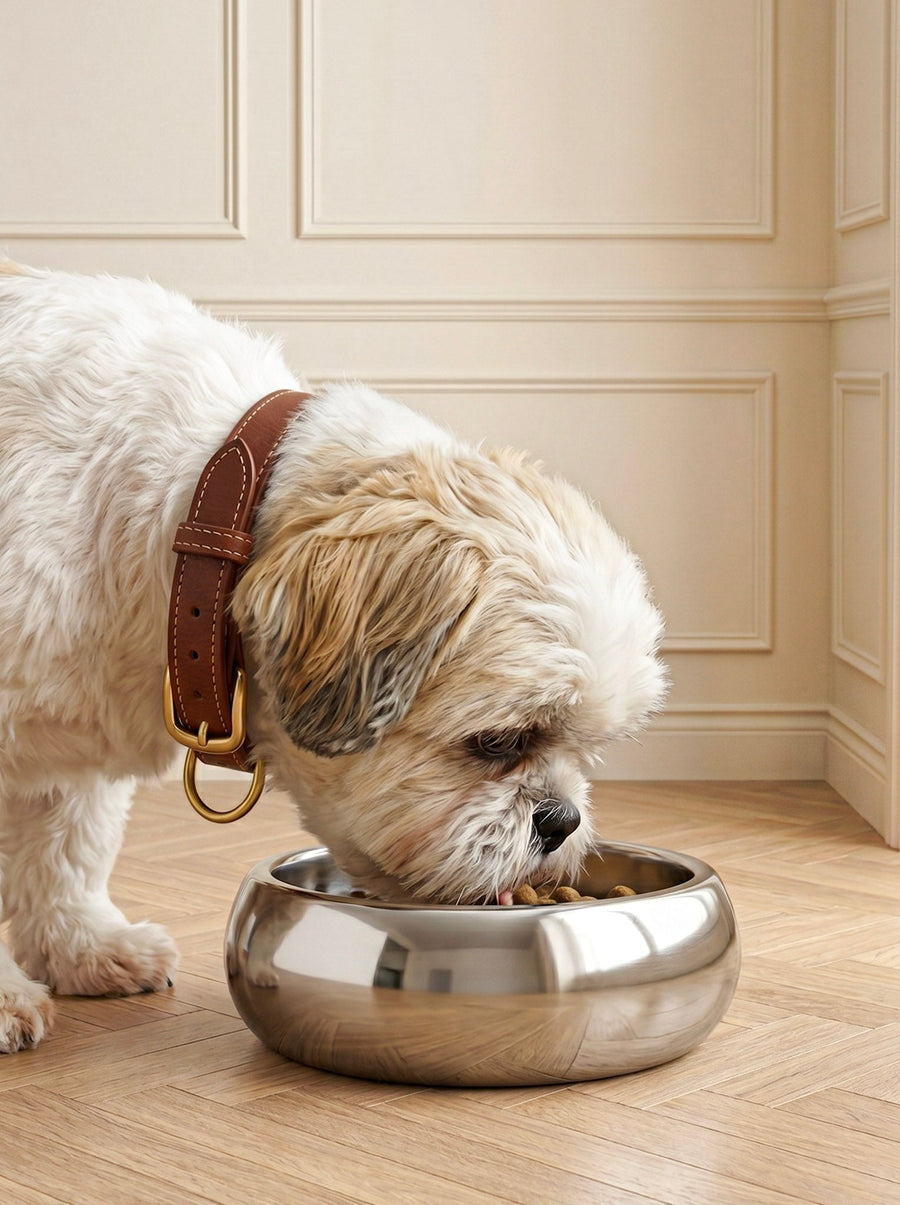 Dog Bowls & Feeders