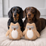 ECO Plush Dog Toy — Owl