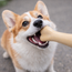 Natural Rubber Bone Dog Toy