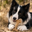 Peanut Butter Dental Chew Toy for Dogs