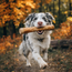 Doggo Chew — Coffee Wood