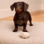 Rope Ball Dog Toy