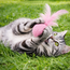 Feather Ball for Cats