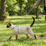 Cat harness with leash