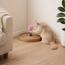 KittySpin Scratcher