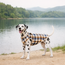 PlaidPaw Jacket