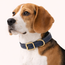 Olivia Leather Collar