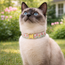 Floral Soft Collar