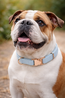 Chuck Soft Collar