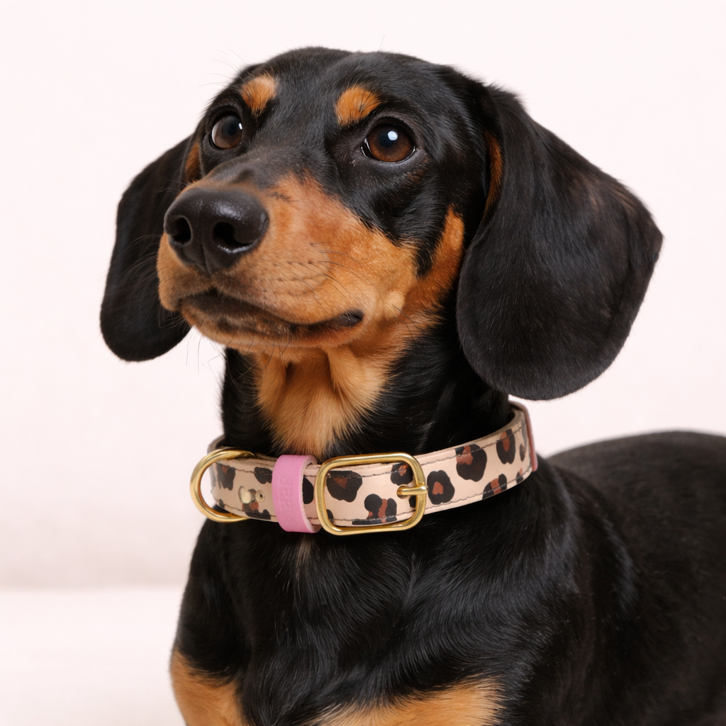 Tyla Print Collar