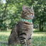 Jungle Adjustable Collar