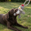 ECO Plush Dog Toy