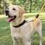 Jonathan Rope Leash